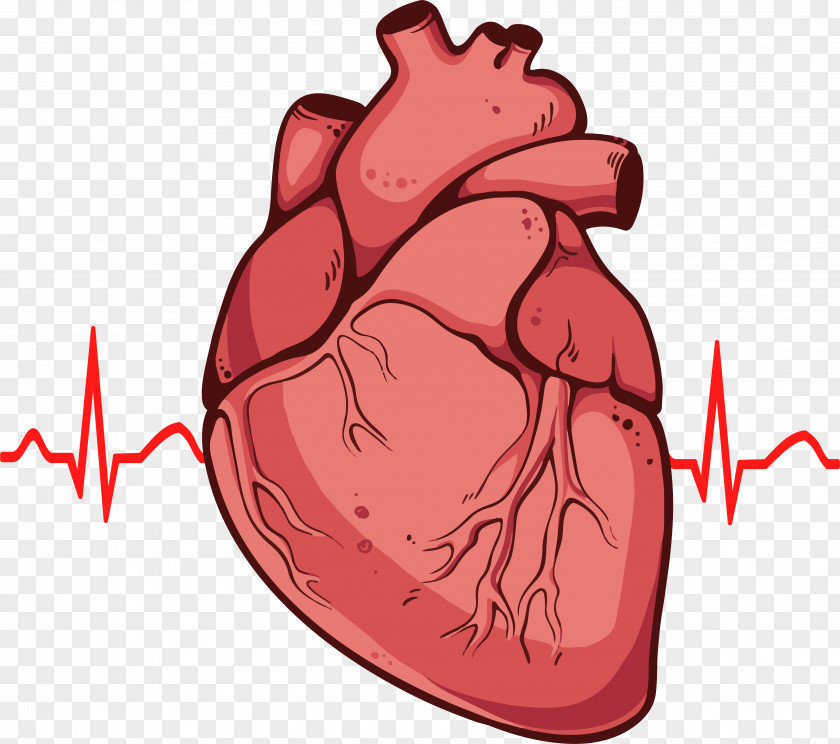 Human Heart Drawing Anatomy Diagram Clip Art PNG