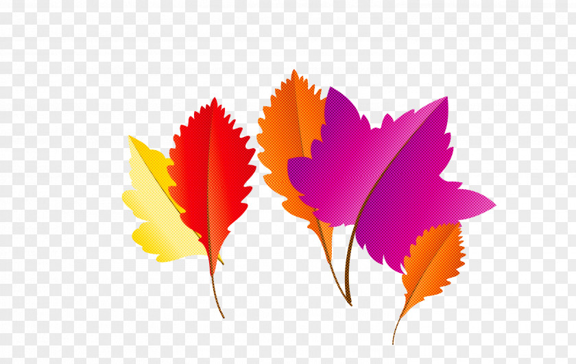 Maple Leaf PNG