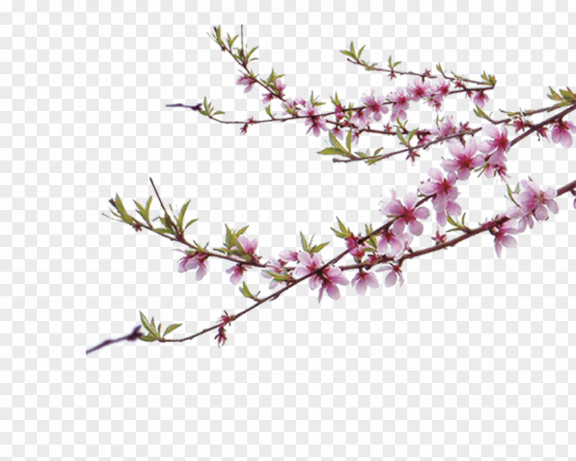 Peach Tree Branches Chinoiserie PNG