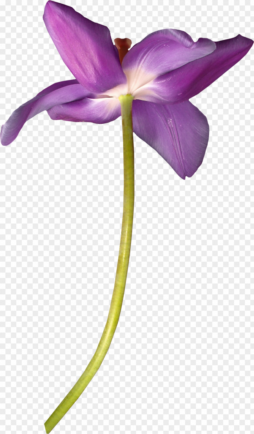 Purple Lotus Download Violet Gratis PNG
