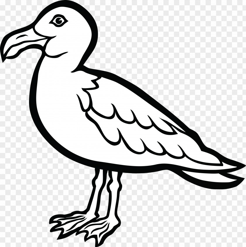 Seashell Gulls Bird Drawing Coloring Book Clip Art PNG