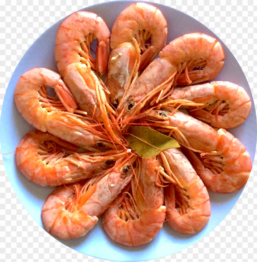 Sushi Prawns Caridea Recipe Scampi Food PNG