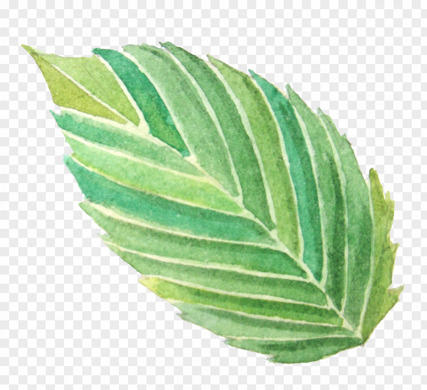Watercolor Painting Image Leaf PNG