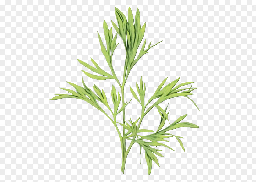 Artemisia Fines Herbes Watercolor Flower Background PNG