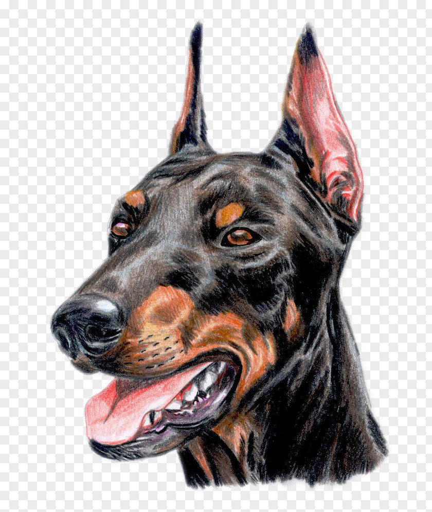 Exquisite Hand-painted Dogs Avatar Dobermann German Pinscher The Doberman Drawing PNG