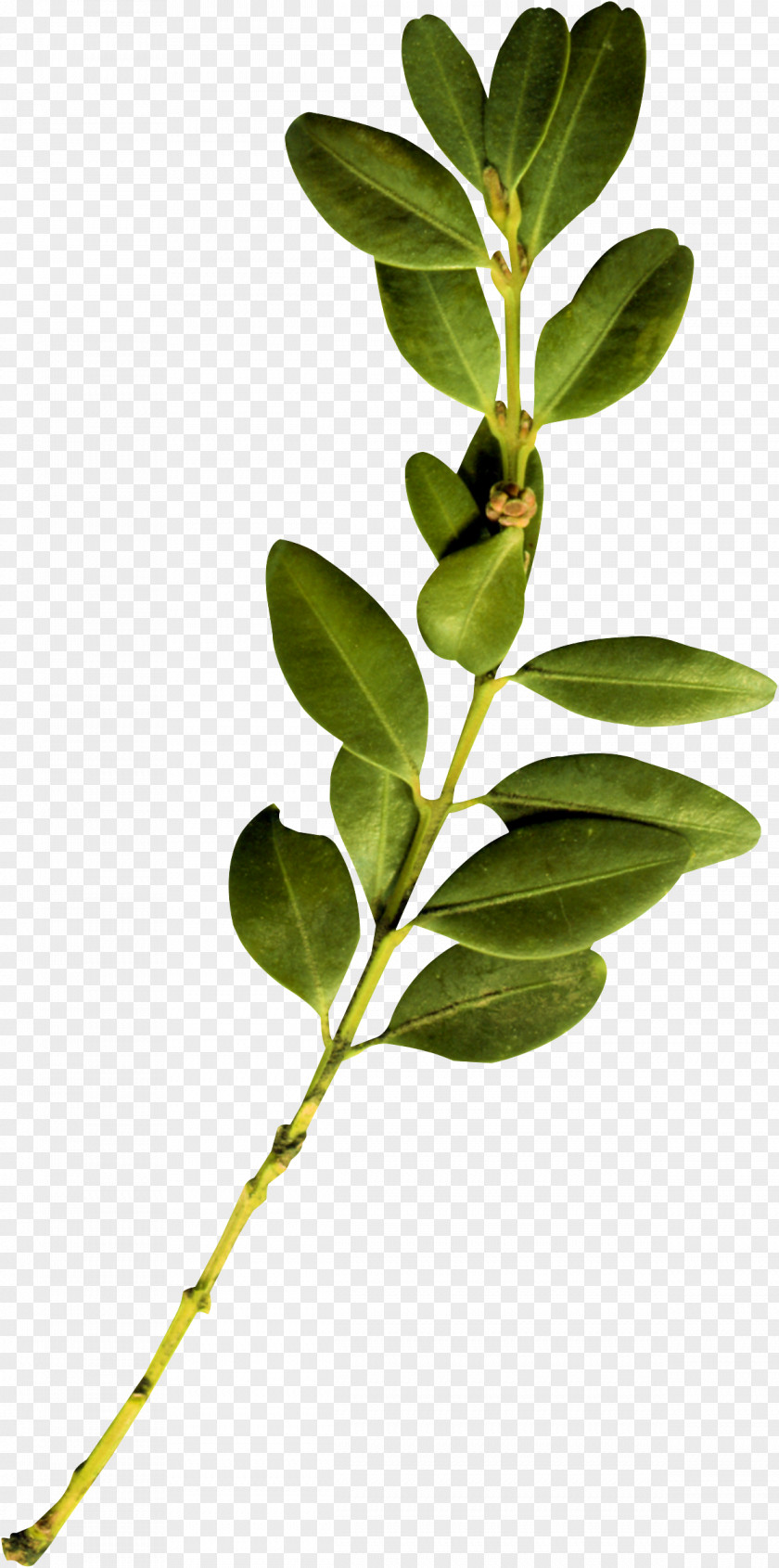 Leaf Twig Plant Stem PNG