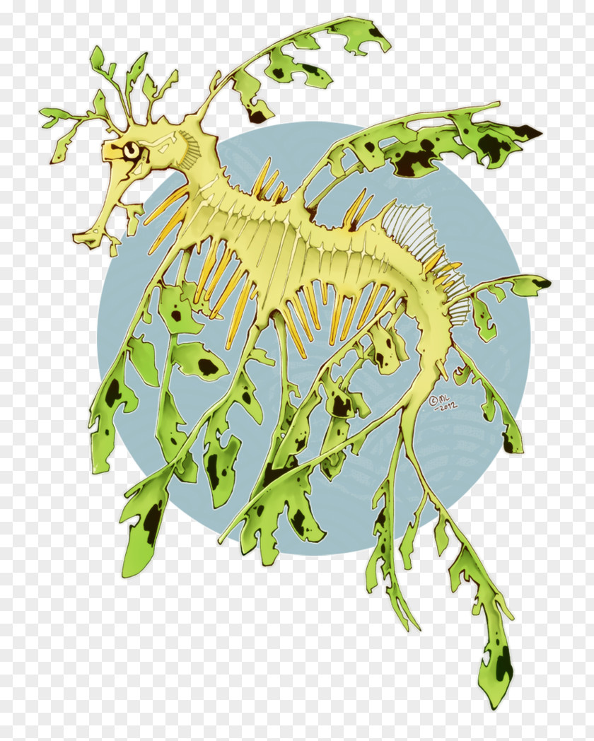 Seahorse Syngnathidae Leafy Seadragon Common Drawing PNG