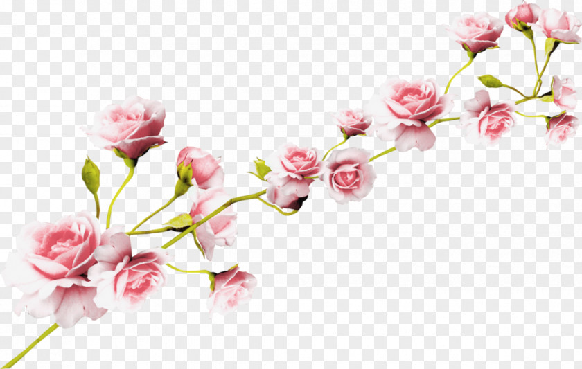 Watercolor White Flower Rose Pink Clip Art PNG