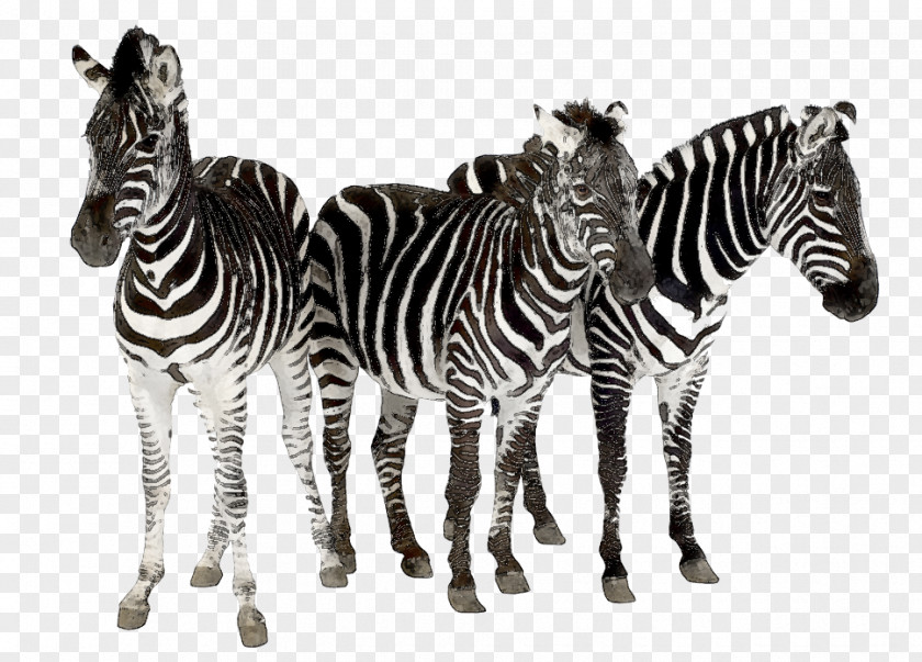 Animal Print Zebra Horses Cheetah Hair By JFK PNG