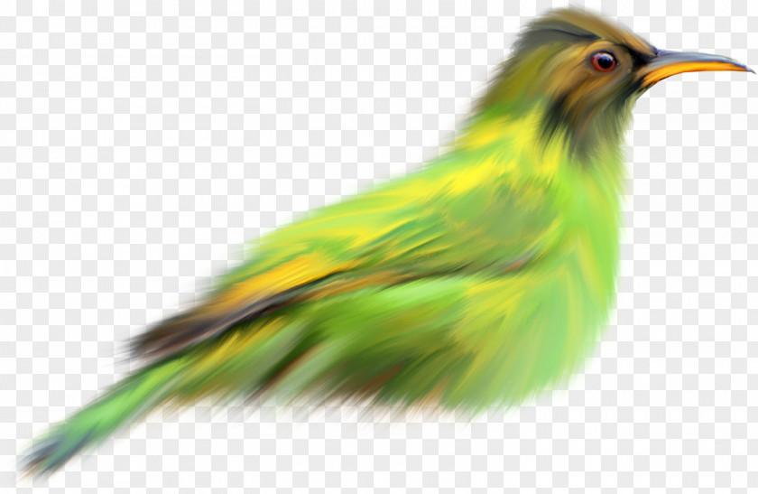 Bird Birds And People Beak Green PNG