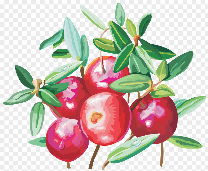 Cherry Cranberry Lingonberry Food Clip Art PNG