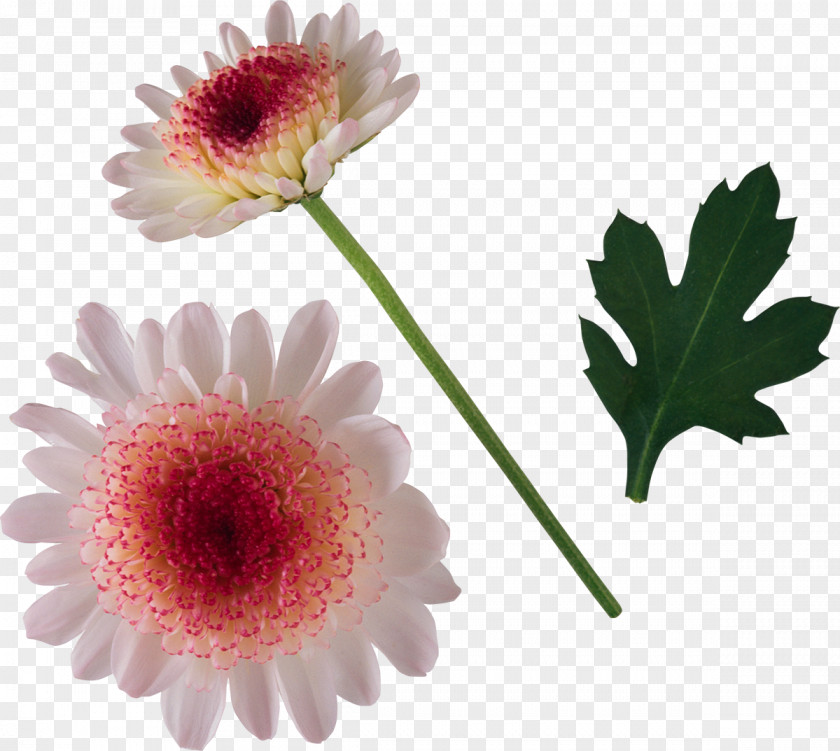 Chrysanthemum Cut Flowers Oxeye Daisy PNG