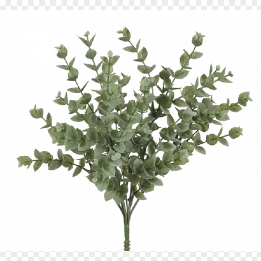 Eucalyptus Branch Tree Twig Plant Stem Leaf PNG