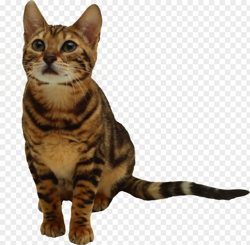 Kitten Image, Free Download Picture Cat PNG