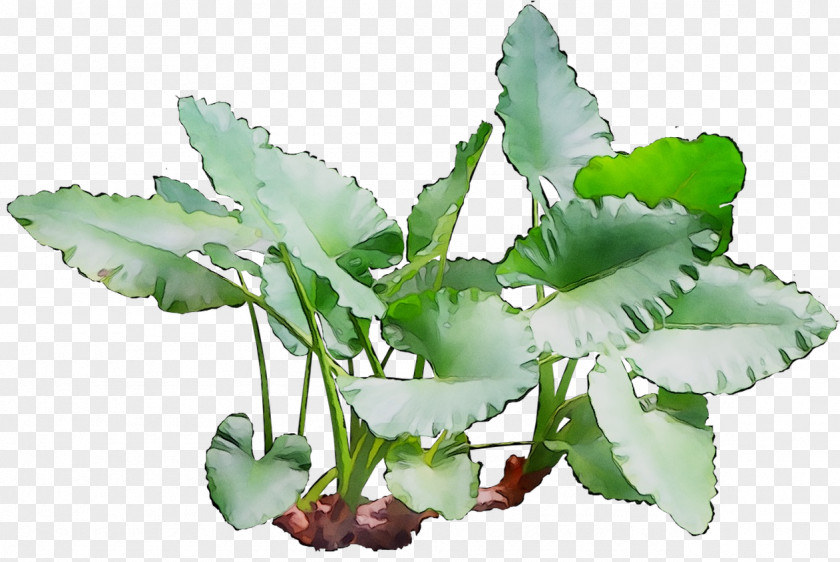 Leaf Plant Stem Herbalism Plants PNG