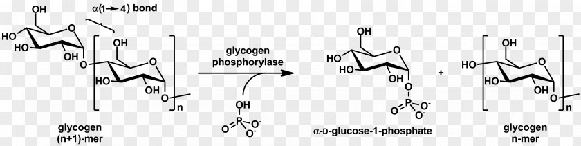 Stereo Information Glycogen Phosphorylase Glycogenolysis Glycosidic Bond PNG