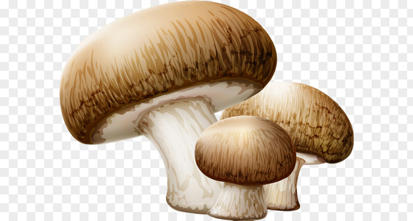 Watercolor Fairy Edible Mushroom Wild Clip Art PNG