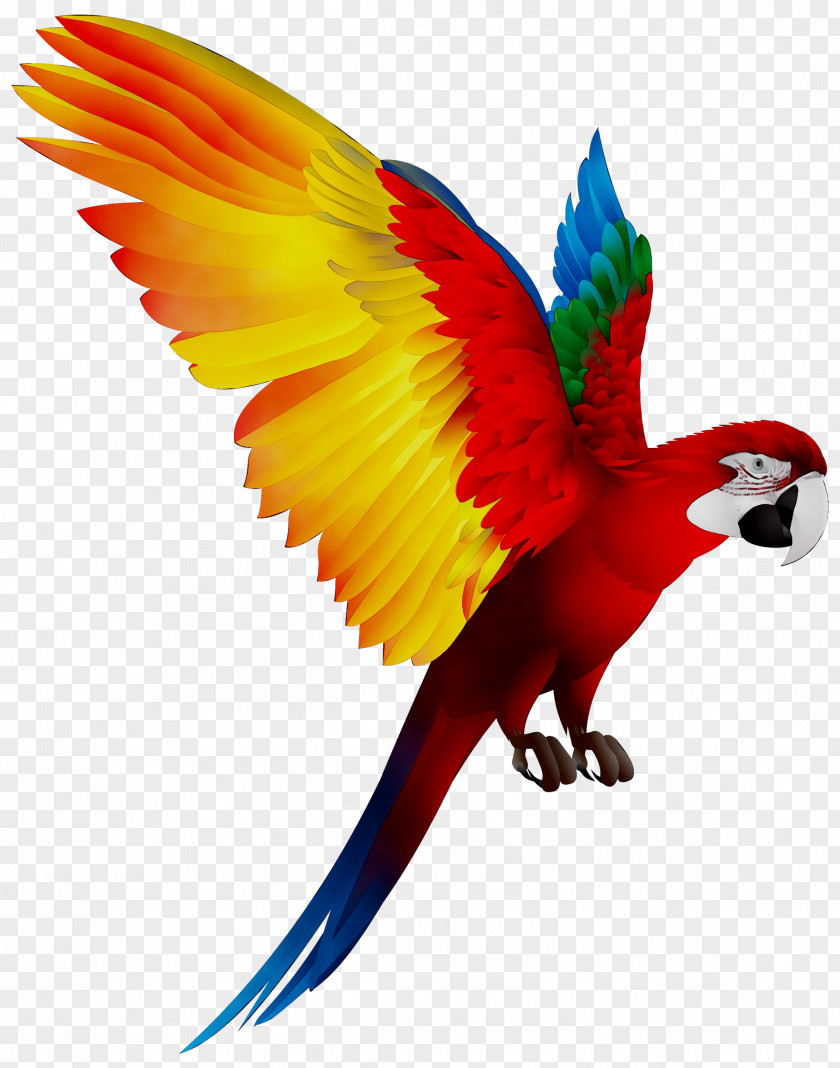 Bird Blue-and-yellow Macaw Pet Scarlet PNG