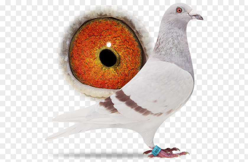 Bird Columbidae Sangers Pigeons BV Beak Épernay PNG