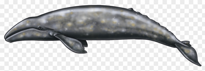 Grey Whale Dolphin Alaska Art Blog PNG