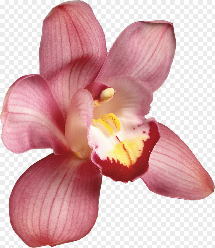 Hibiscus Flower Cut Flowers Moth Orchids Cattleya PNG