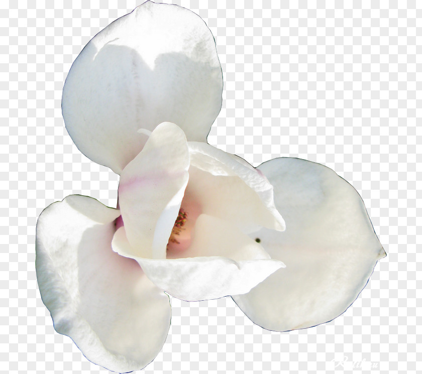 Magnolia Vector Flower Dots Per Inch Clip Art PNG