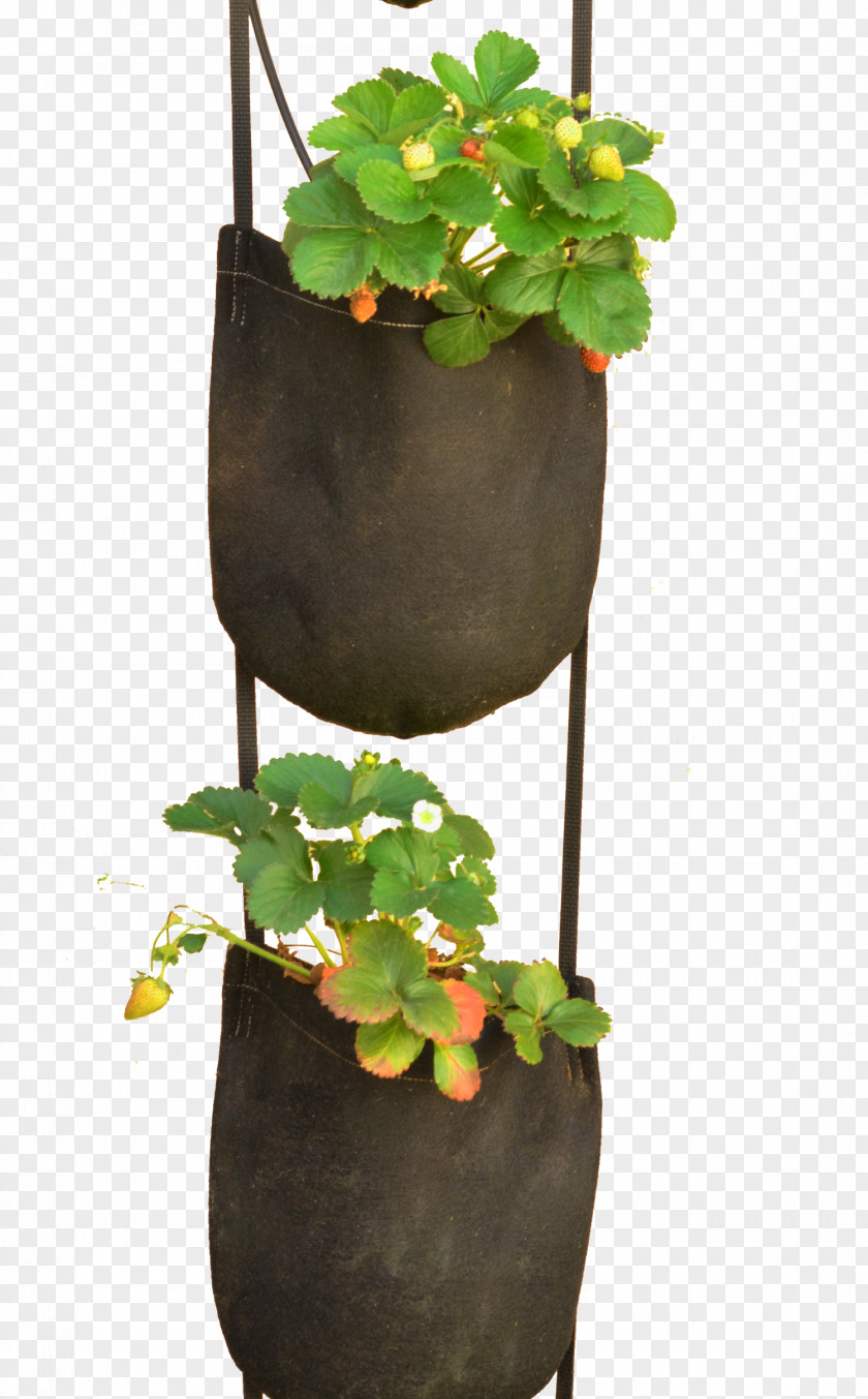 Potted Plant Plastic Bag Flowerpot GeoPot PNG