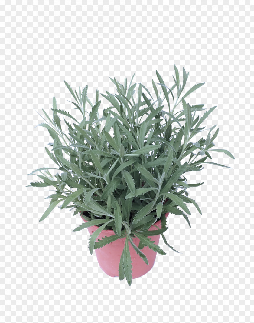 Subshrub Flowerpot Lavender PNG