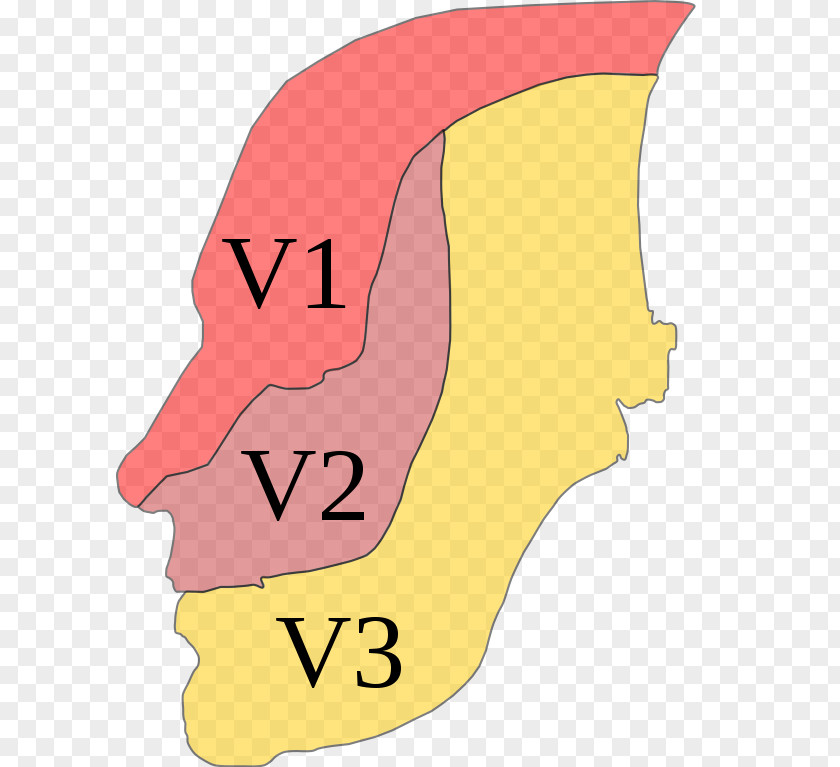 Trigeminal Nerve Cranial Nerves Neuralgia Anatomy PNG