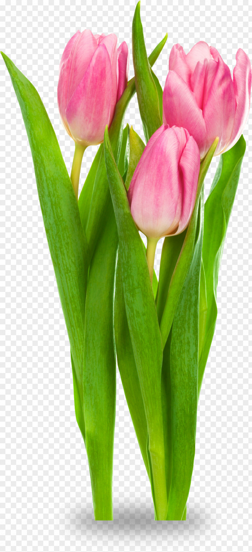 Tulip Indira Gandhi Memorial Garden Tulipa Gesneriana Flower Clip Art PNG