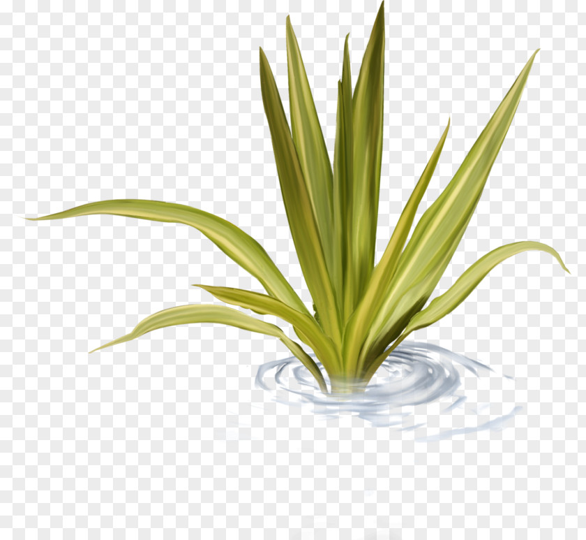 Water Grass PNG