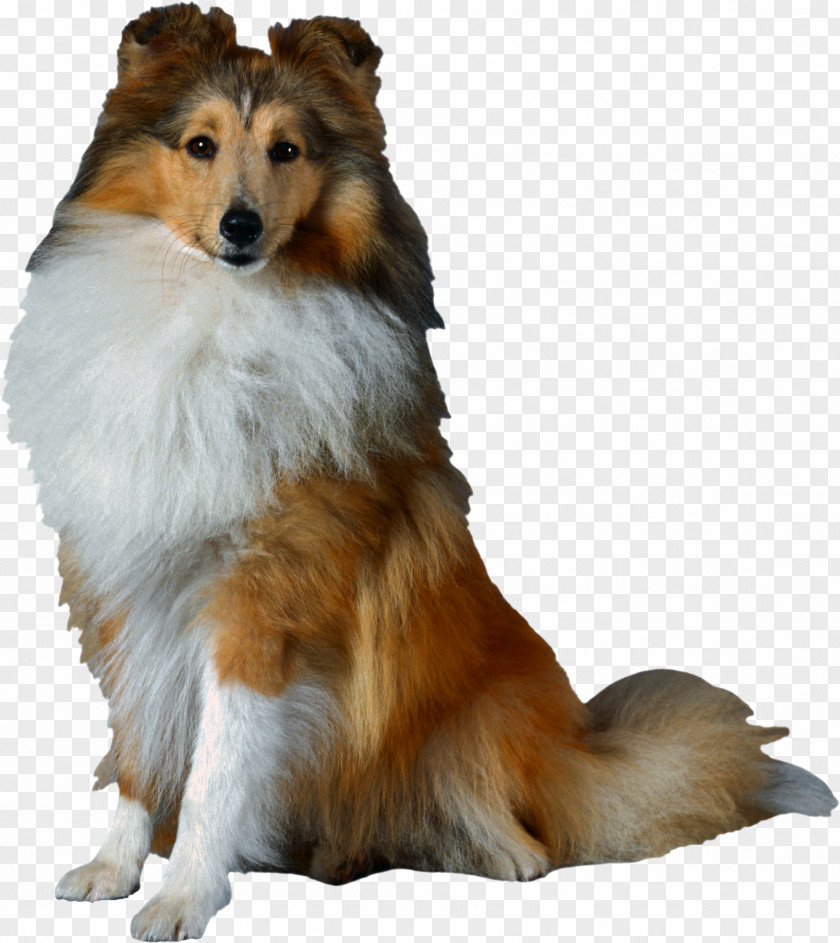 Dogs Shetland Sheepdog Old English Rough Collie German Shepherd Border PNG