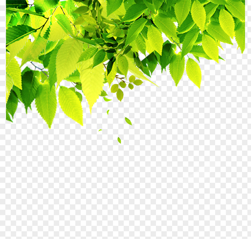 Green Leaves Poster Art PNG