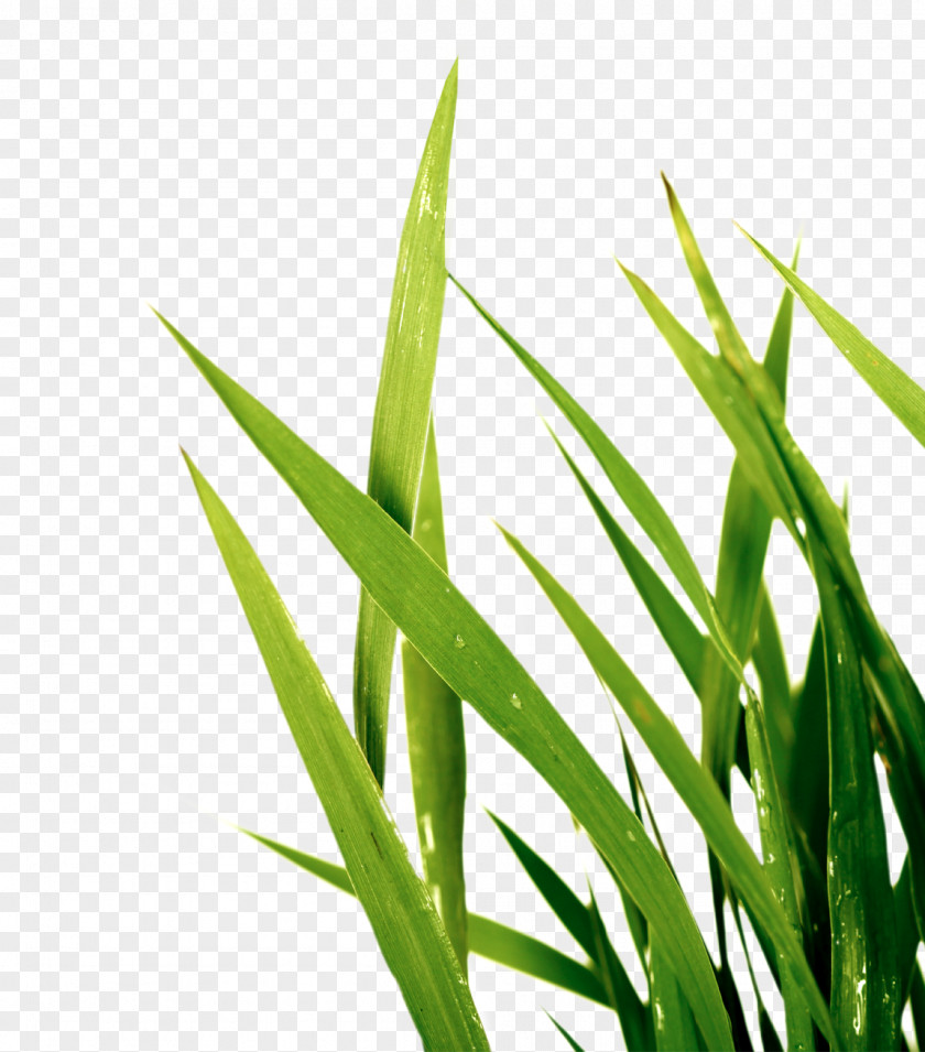 Leaf Sweet Grass Wheatgrass Plant Stem Commodity PNG