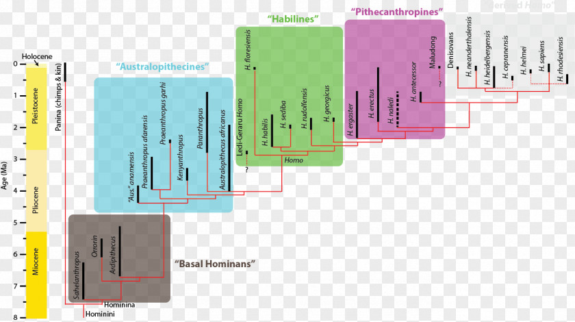 Neandertahl Homo Sapiens Hominina Phylogenetic Tree Phylogenetics Human Evolution PNG