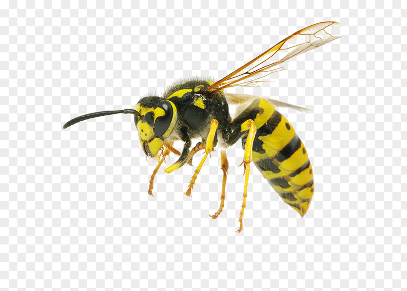 Bee Characteristics Of Common Wasps And Bees Insect Yellowjacket PNG