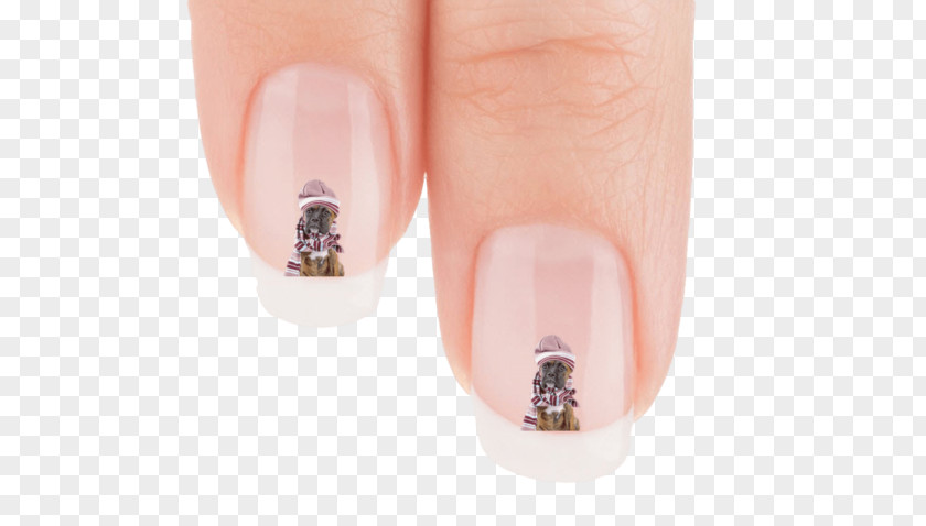 Boykin Spaniel Nail Hand Model PNG