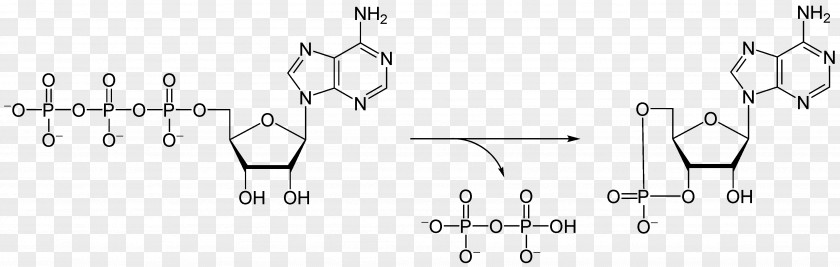 Enzyme Adenosine Diphosphate Triphosphate Molecule Ribose Monophosphate PNG