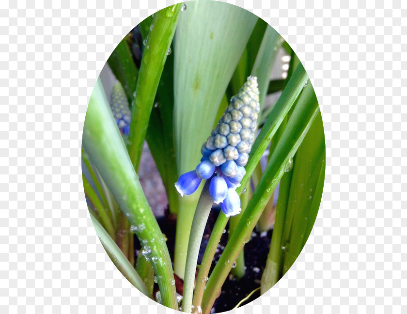 Amaryllis Bulb Plant Stem PNG