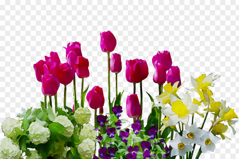 Clip Art Image Flower Garden Tulip PNG