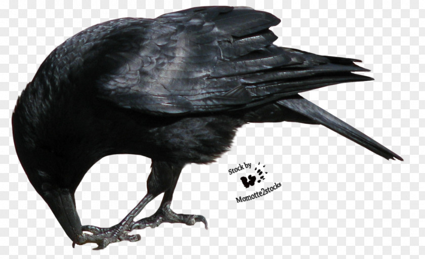 Flying Crow Common Raven Clip Art PNG
