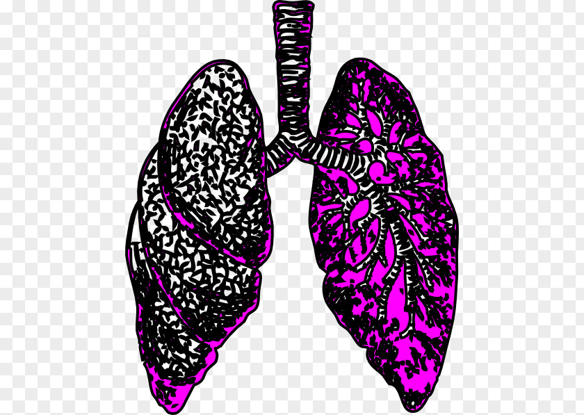 Small Lungs Cliparts Lung Clip Art PNG