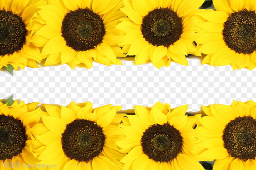 Sunflower Border Common PNG