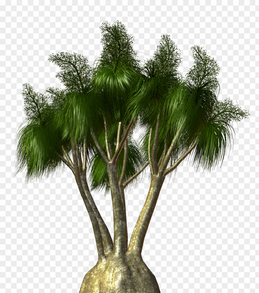 Tree Asian Palmyra Palm Trees Plants Coconut PNG