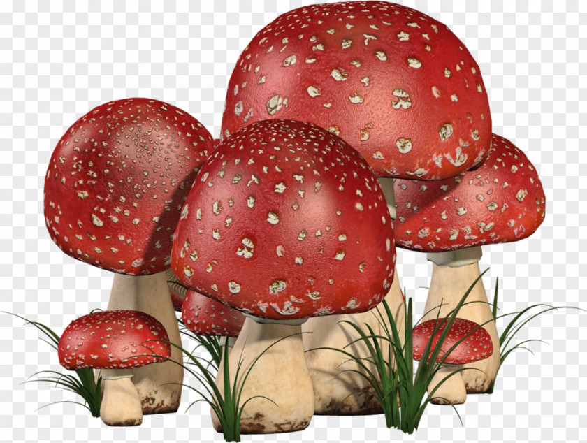 Champignon Edible Mushroom Fruit Fungus PNG