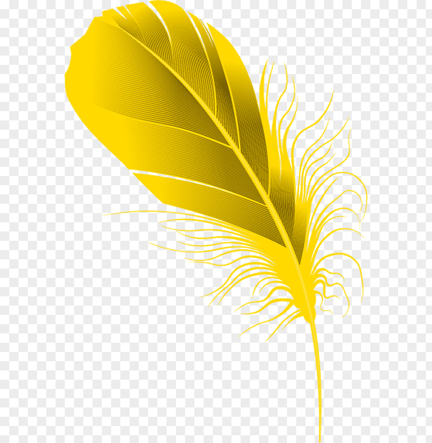 Feather Yellow Feather. PNG