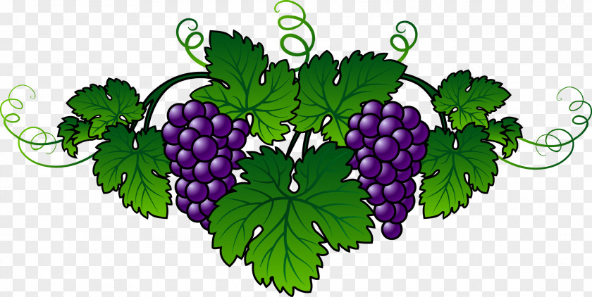 Grape Wine Common Vine Embroidery Berry PNG