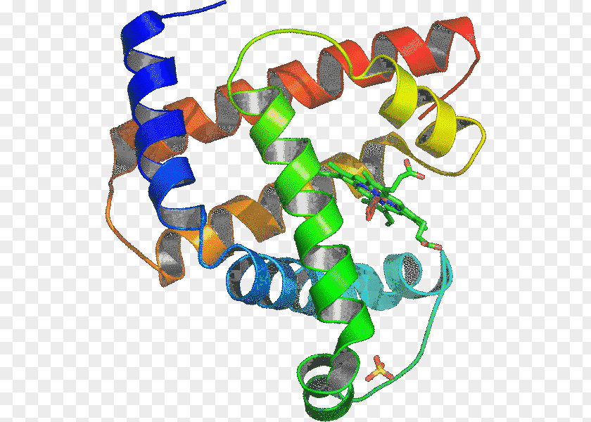 Zygote Protein Medicine Fußball-Coaching Myoglobin Genetically Modified Organism PNG