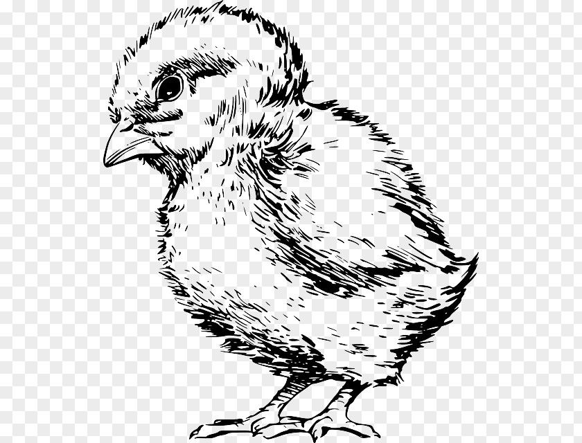 Chicken Drawing Kifaranga Clip Art PNG