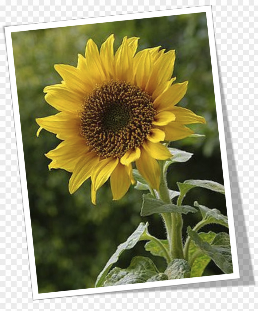 Flower Common Sunflower Daisy Family Seed PNG